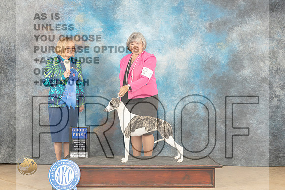 Whippet #8 Fri G1 Judge Dianne Kroll_JP_9849_CCKC2023_HR3