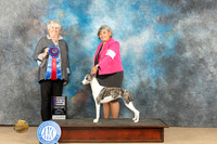Whippet #8 Fri RBIS Judge Lori Nelson