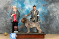 Wirehaired Pointing Griffon #5 Fri G2 Judge Lori Nelson