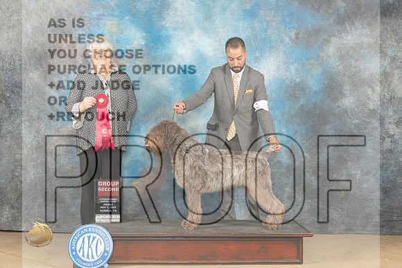 Wirehaired Pointing Griffon #5 Fri G2 Judge Lori Nelson_JP_9675_CCKC2023_HR3