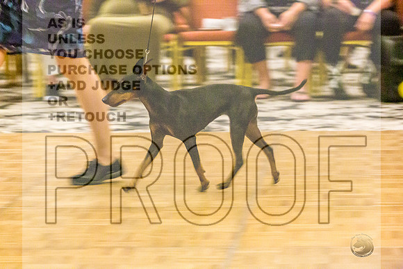 Manchester Terrier MTOY Candids-JJL_2059-Hstn2022_HR3