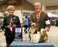 Shih Tzu #9 Sat BOS Maj Dan Haley Judge Mrs. Toddie Clark