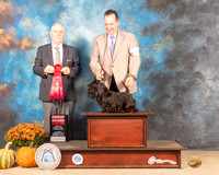 Scottish Terrier #6 Sat G2 Judge Phillip Briasco