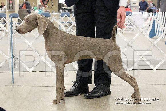 Weim-1427