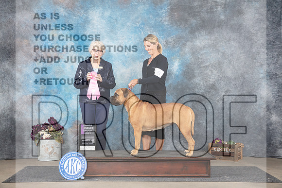 Bullmastiff #8 Sun OHG1 Judge Sulie Greendale-Paveza__JP_7994_Belton_2024_HR3