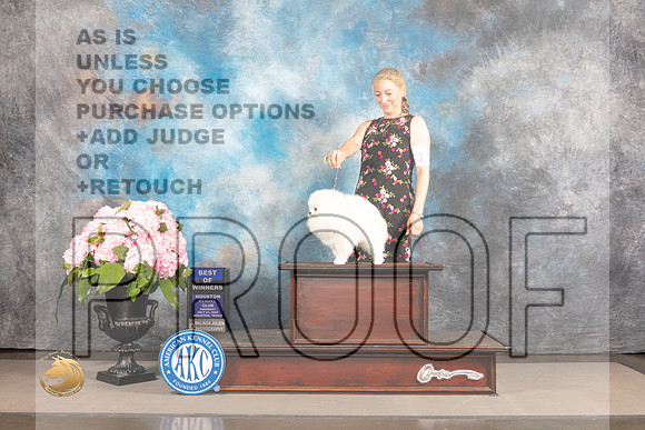 Pomeranian #11 Thurs BOW Judge Joe Walton r_MJ_6894_Houston_2022_HR3