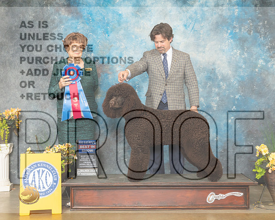 Portuguese Water Dog #6 Fri RBIS Judge Carol Jean Nelson-MMJ_9971-NWARK2022-HR3