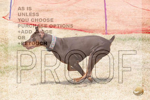 Doberman Pinscher Percision Coursing Sat Longview WA 2024_JJL_3697_Longview WA_2024_HR3