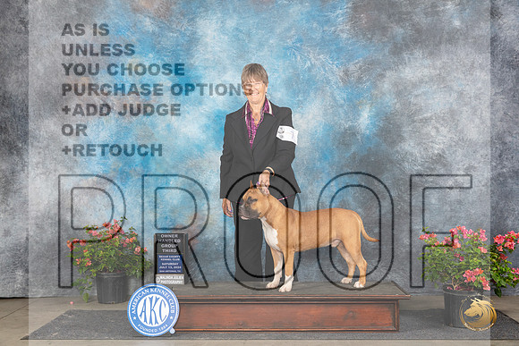 American Staffordshire Terrier #7 Sat OHG3 Judge Elizabeth ‘Beth’ Sweigart__JP_5409_San Antonio_2024_HR3