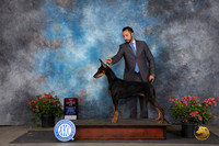 Doberman Pinscher #22 Sat BOS Judge Bridget Brown