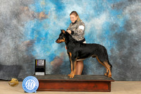 Beauceron # BOBGCH Bell Co KC Sat 10302023Judge Carl Liepman