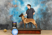 Belgian Malinois #8 Sat BOB Judge Jill Warren