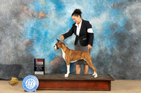 Boxer #10 Sat BOS Judge Nancy Eilks