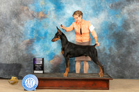 Doberman Pinscher #15 Fri WD Judge Diane Collings