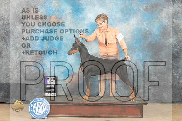 Doberman Pinscher #15 Fri WD Judge Diane Collings_JP_0025_CCKC2023_HR3
