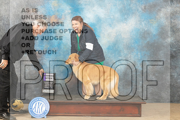 Golden Retreiver #6 Sat WB Judge Lori Nelson_JP_0070_CCKC2023_HR3