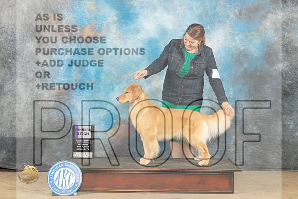Golden Retreiver #6 Sat WB Judge Lori Nelson_JP_0074_CCKC2023_HR3
