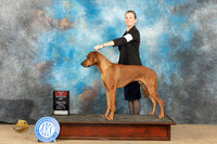 Rhodesian Ridgeback #7 Fri BOS Judge Lori Nelson r