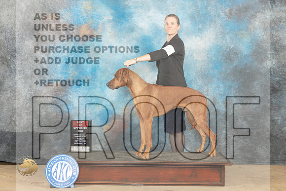 Rhodesian Ridgeback #7 Fri BOS Judge Lori Nelson r_JP_0052_CCKC2023_HR3