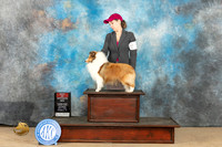 Shetland Sheepdog #10 Sat WBBOWBOS Judge Jill Warren