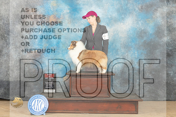 Shetland Sheepdog #10 Sat WBBOWBOS Judge Jill Warren_JP_0078_CCKC2023_HR3