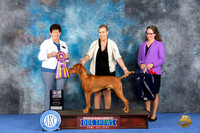 Vizsla #9 WED BOB Judge Ann Yuhasz