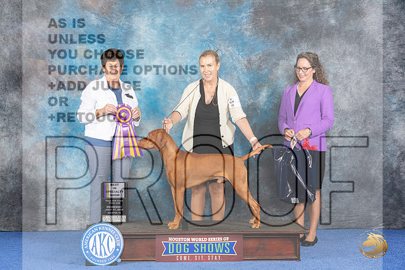 Vizsla #9 WED BOB Judge Ann Yuhasz__JP_7083_Houston_2024_HR3