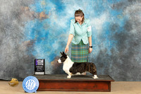 Cardigan Welsh Corgi #14 Sat WBM Judge Jill Warren