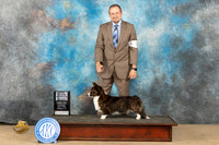 Cardigan Welsh Corgi #8 Sat SBGCH Judge Jill Warren
