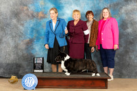 Cardigan Welsh Corgi #9 Sat SDGCH Judge Jill Warren