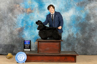 Cocker Spaniel Black #9 Sat WDBOW Judge Lori Nelson