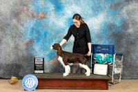 English Springer Spaniel #J200 Sat Judge Tracy Carlton