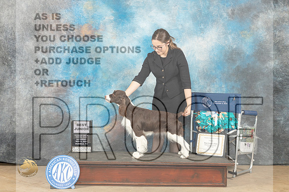 English Springer Spaniel #J200 Sat Judge Tracy Carlton_JP_0106_CCKC2023_HR3