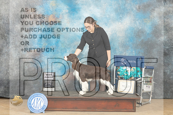 English Springer Spaniel #J200 Sat Judge Tracy Carlton_JP_0111_CCKC2023_HR3