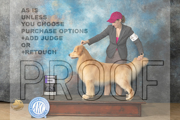Golden Retreiver #7 Sat WD Judge Lori Nelson_JP_0122_CCKC2023_HR3