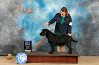 Labrador Retriever #7Sat BOBBOWWD Judge Lori Nelson