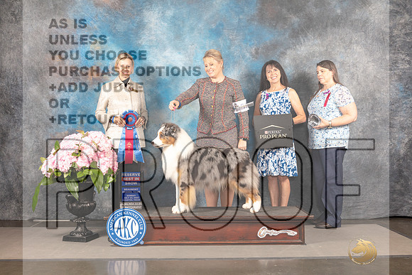 Australian Shepherd #55 Sun RBIS Judge Patricia Sosa_MJ_8494_Houston_2022_HR3