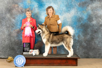Alaskan Malamute #10 Sat OHG1 Judge Jill Warren