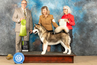Alaskan Malamute #10 Sat OHRBIS Judge John Shoeneman