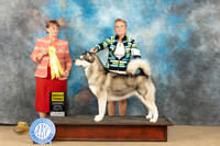 Alaskan Malamute #6 Sat G3 Judge Nancy Eilks