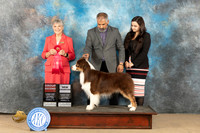 Australian Shepherd #15 Sat CH Judge Jill Warren