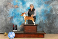 Basenji #12 Sat WBBOS Judge Edmund Dziuk
