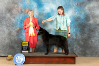 Belgian Sheepdog #8 Sat G3 Judge Jill Warren