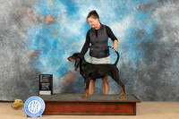 Black and Tan Coonhound #8 Sat 4to6PG2 Judge Dianne Kroll