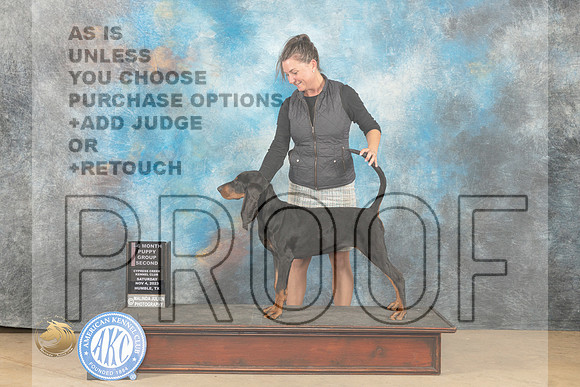 Black and Tan Coonhound #8 Sat 4to6PG2 Judge Dianne Kroll_JP_0242_CCKC2023_HR3