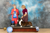 Cardigan Welsh Corgi #11 Sat G1 Judge Jill Warren