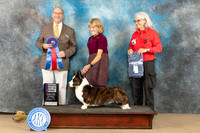 Cardigan Welsh Corgi #11 Sat RBIS Judge Edmund Dziuk