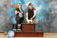 Chihuahua Smooth #18 Sat BOSMCH Judge Debra Ferguson