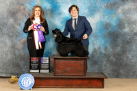 Cocker Spaniel #9 Sat BOSWD Judge Stephanie Kraul