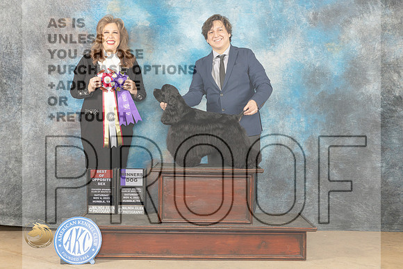 Cocker Spaniel #9 Sat BOSWD Judge Stephanie Kraul_JP_0235_CCKC2023_HR3